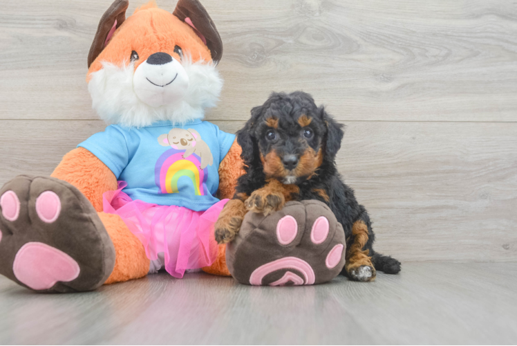 Mini Goldendoodle Pup Being Cute