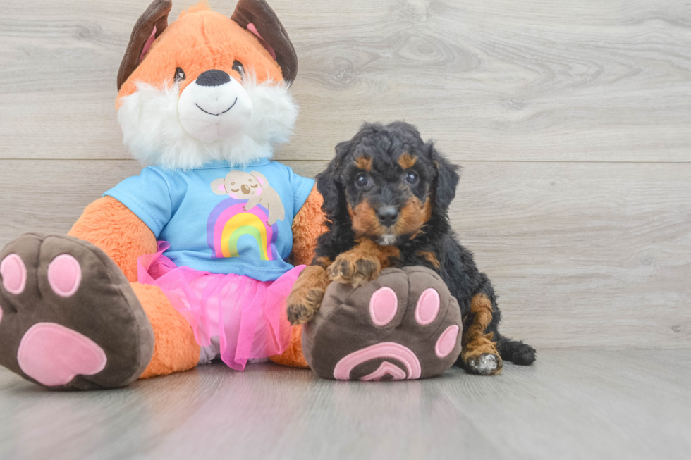 Mini Goldendoodle Pup Being Cute