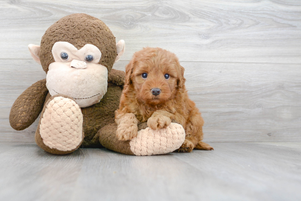 Mini Goldendoodle Pup Being Cute