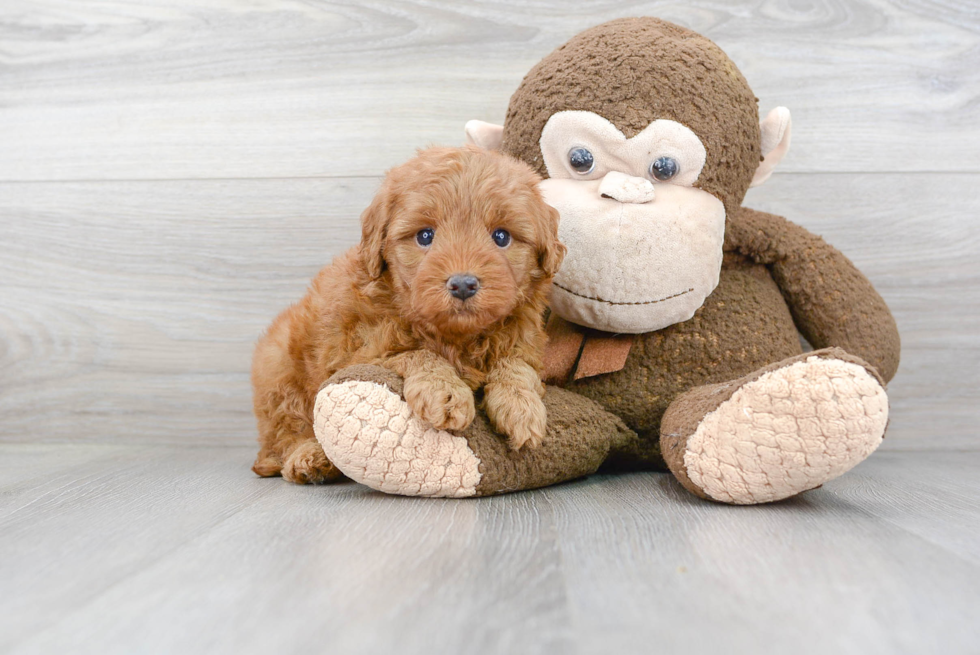 Mini Goldendoodle Pup Being Cute