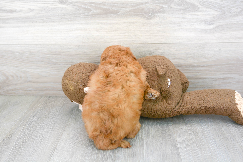 Little Golden Retriever Poodle Mix Puppy