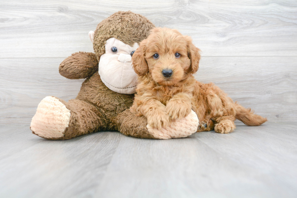 Petite Mini Goldendoodle Poodle Mix Pup