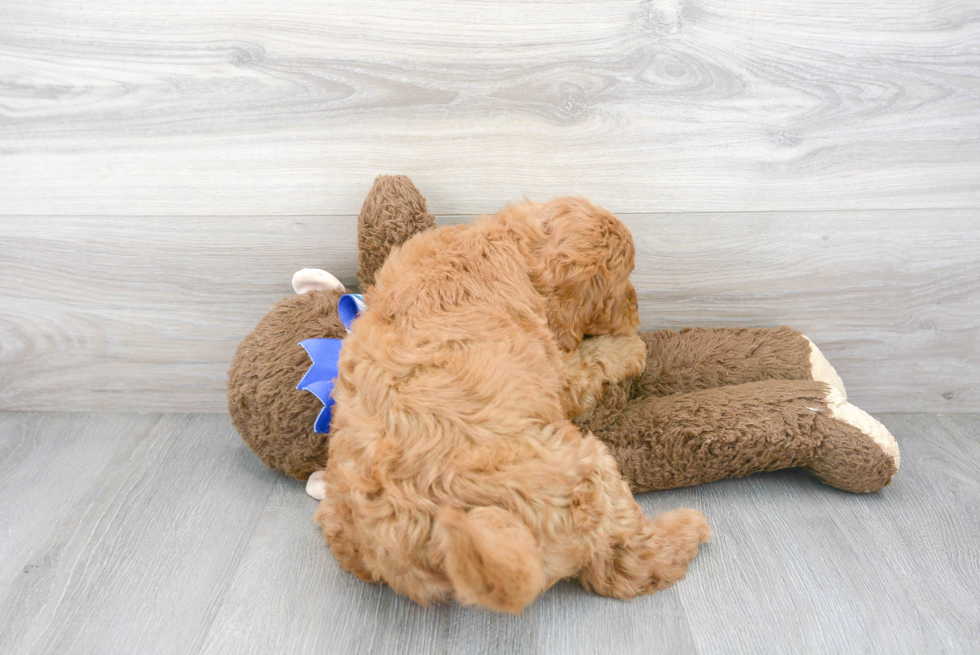 Fluffy Mini Goldendoodle Poodle Mix Pup