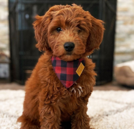 Mini Goldendoodle Puppies For Sale - Premier Pups