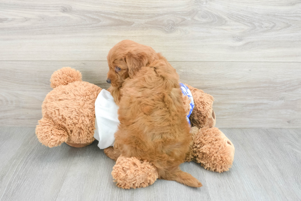 Playful Golden Retriever Poodle Mix Puppy