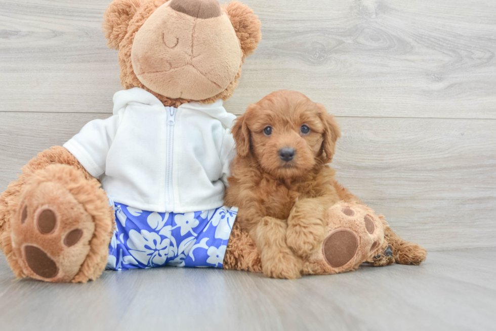 Mini Goldendoodle Pup Being Cute
