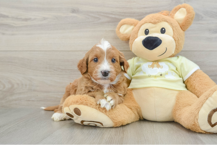 Smart Mini Goldendoodle Poodle Mix Pup
