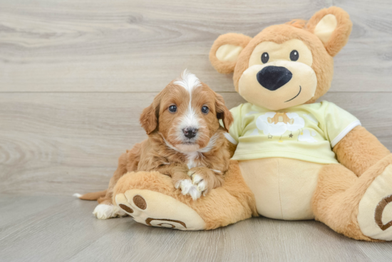Smart Mini Goldendoodle Poodle Mix Pup