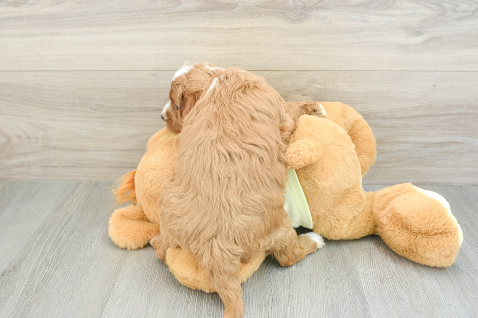 Friendly Mini Goldendoodle Baby