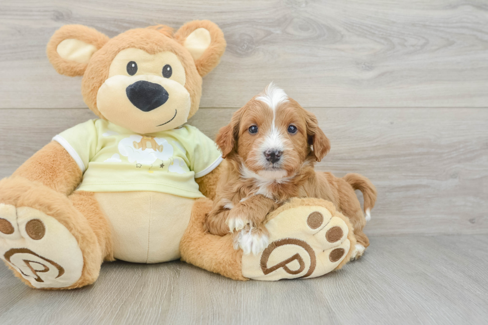 Mini Goldendoodle Puppy for Adoption