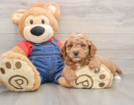 7 week old Mini Goldendoodle Puppy For Sale - Premier Pups