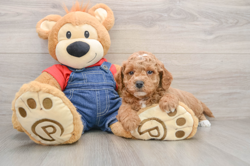 Little Mini Goldenpoo Poodle Mix Puppy