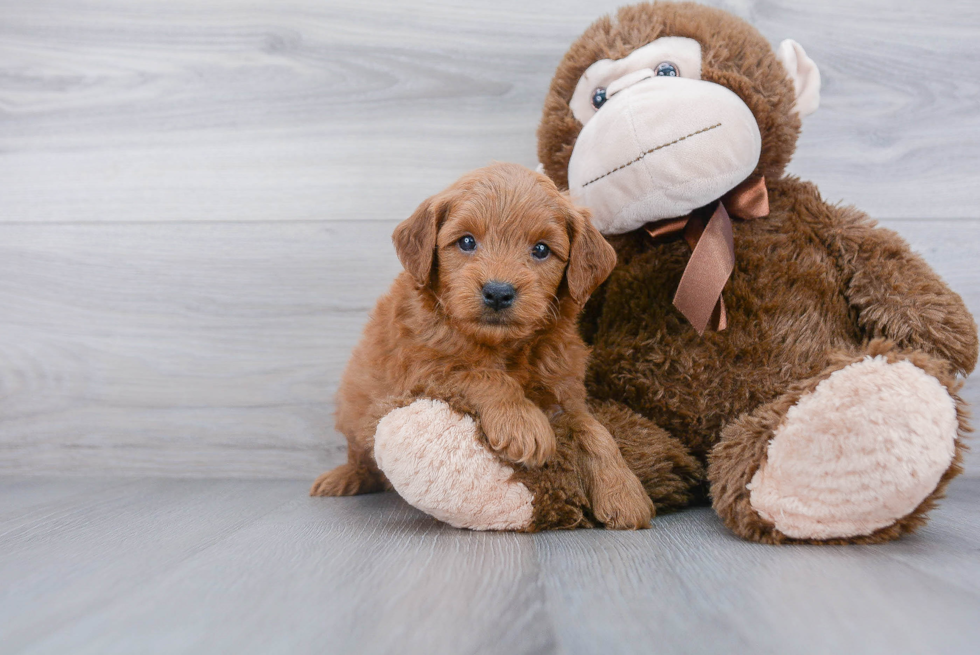 Happy Mini Goldendoodle Baby