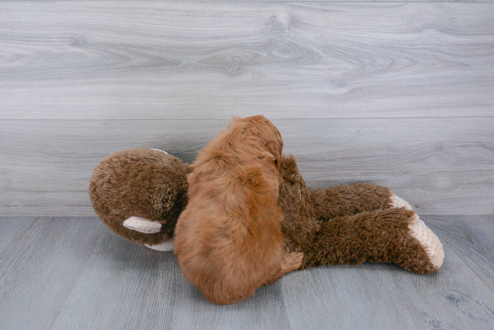 Small Mini Goldendoodle Baby