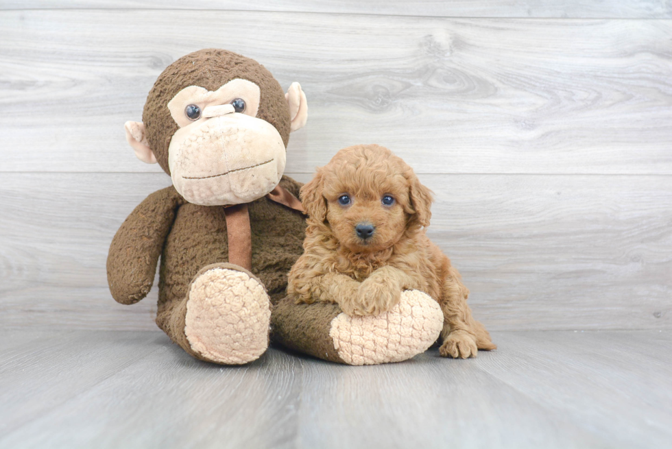 Smart Mini Goldendoodle Poodle Mix Pup