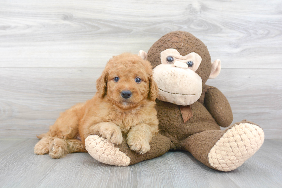 Hypoallergenic Golden Retriever Poodle Mix Puppy
