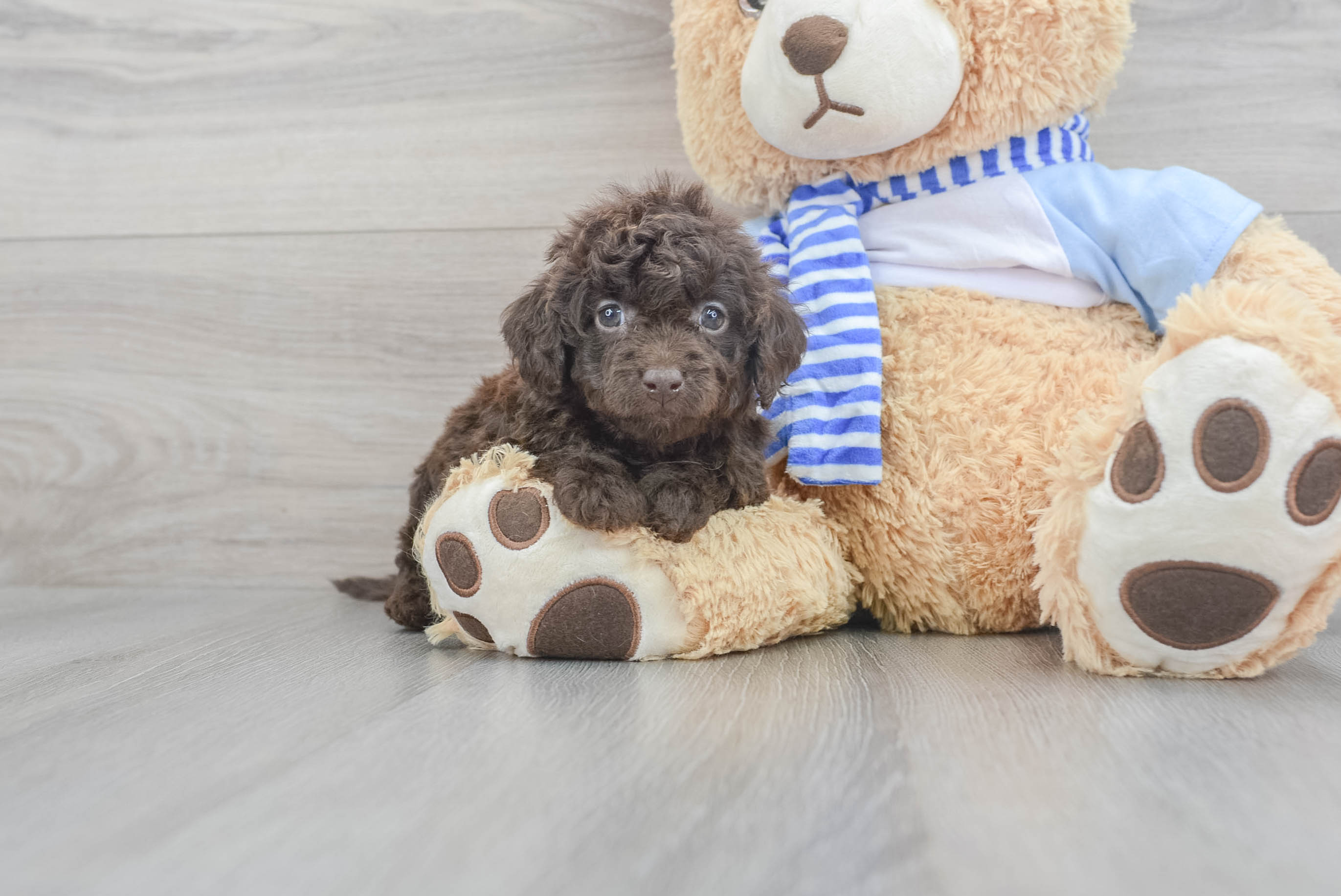 Mini Goldendoodle Puppy for Adoption