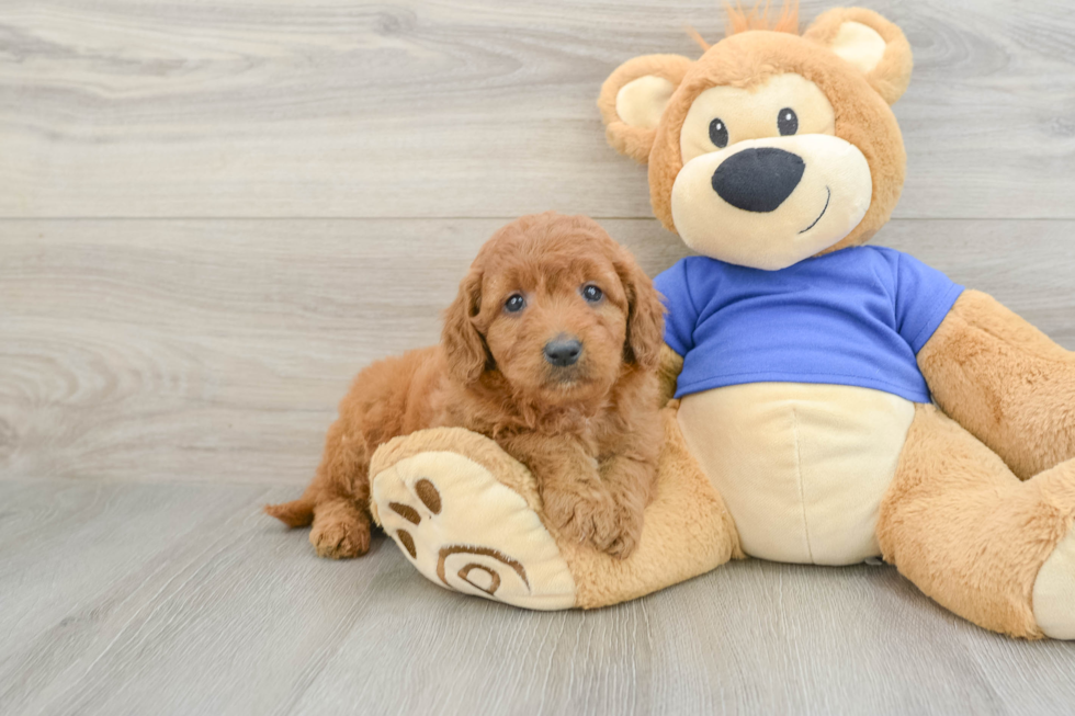 Friendly Mini Goldendoodle Baby