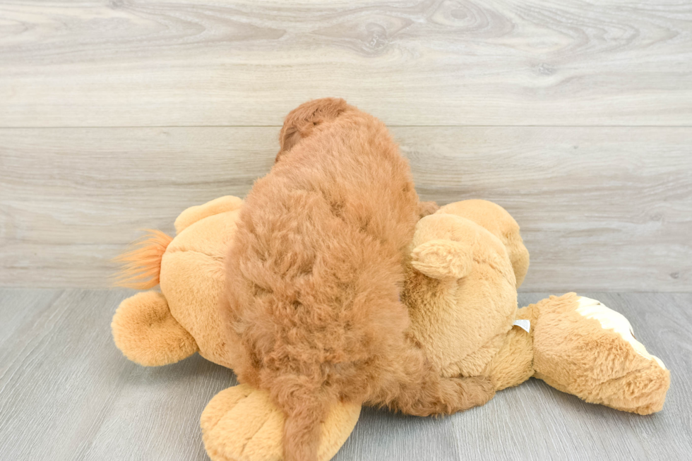 Friendly Mini Goldendoodle Baby