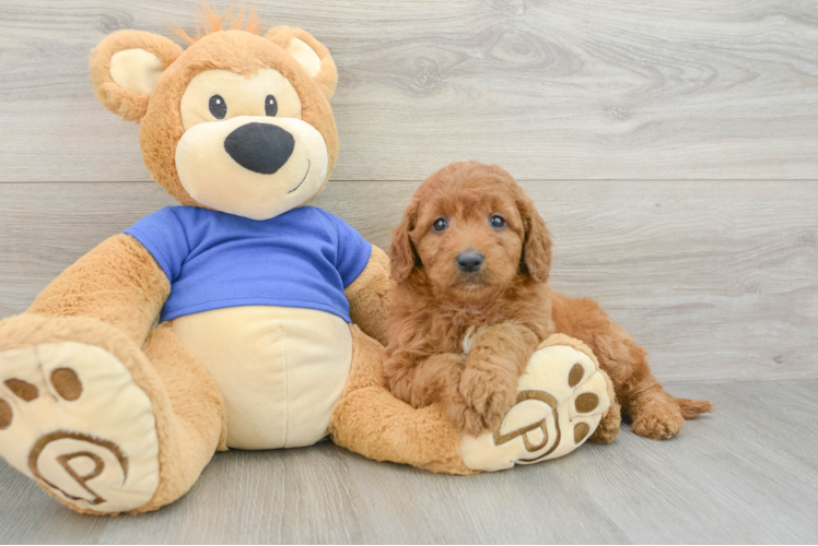 Playful Mini Groodle Poodle Mix Puppy