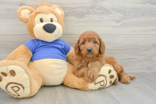Playful Mini Groodle Poodle Mix Puppy