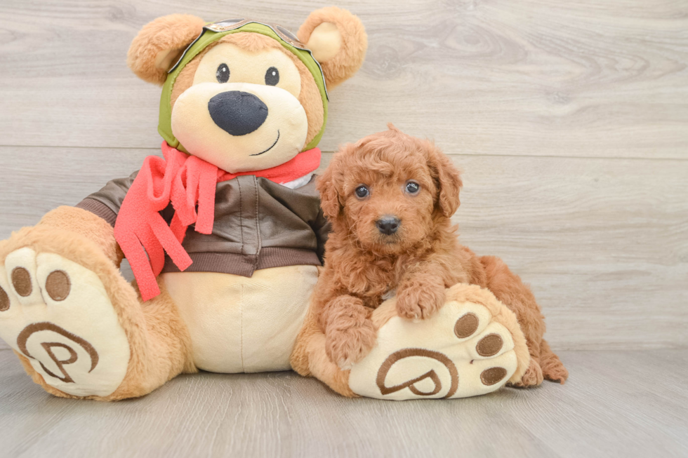 Mini Goldendoodle Pup Being Cute