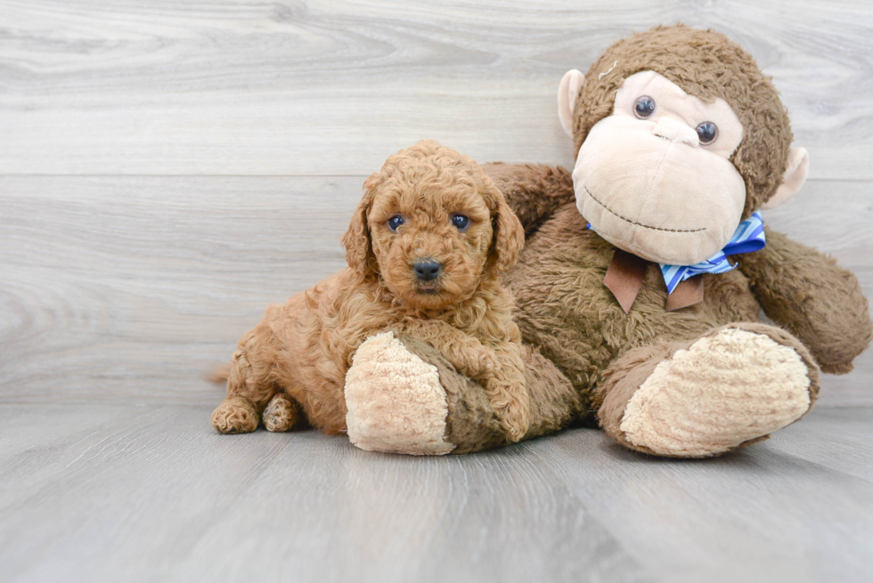 Cute Mini Goldendoodle Baby