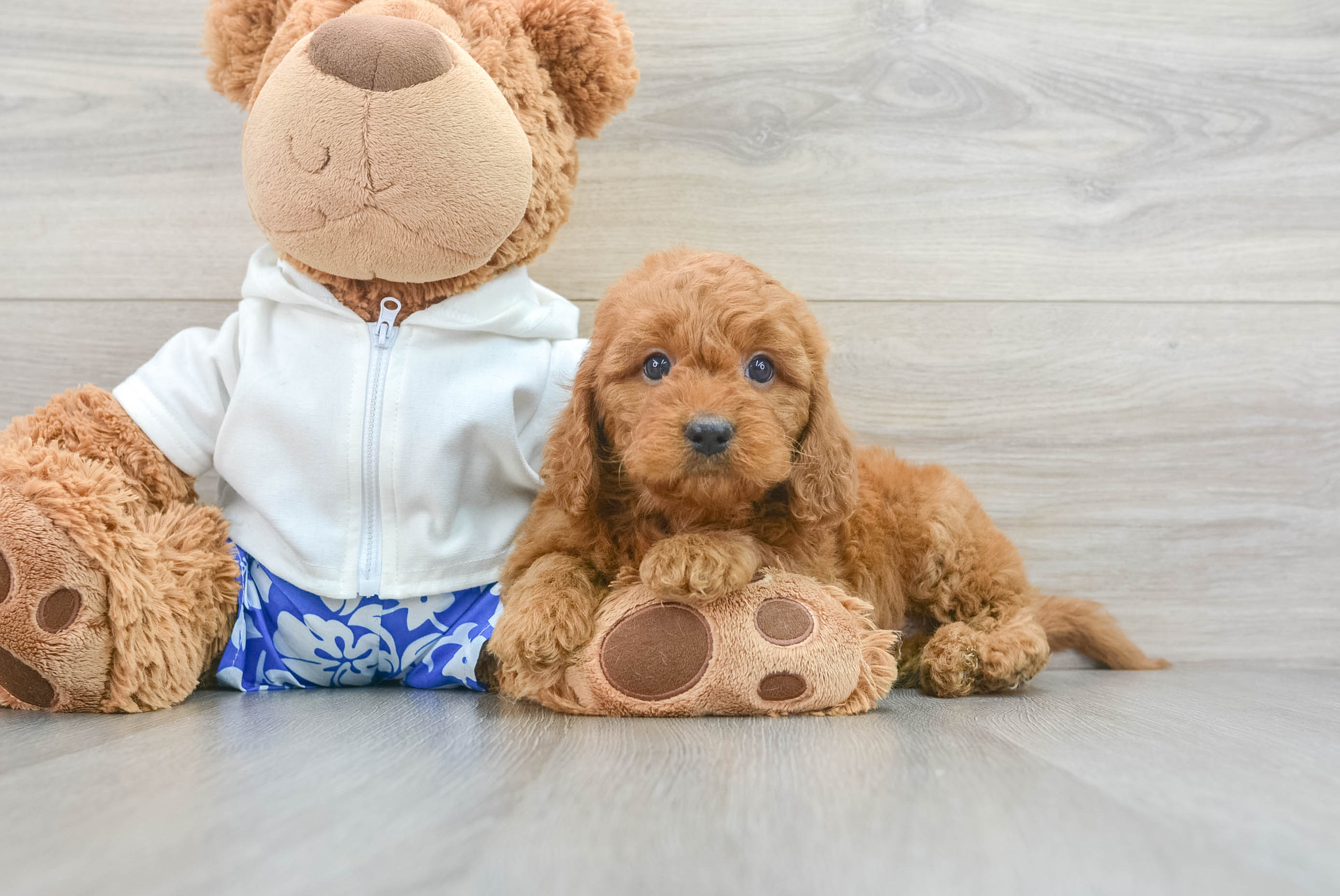 Little Golden Retriever Poodle Mix Puppy
