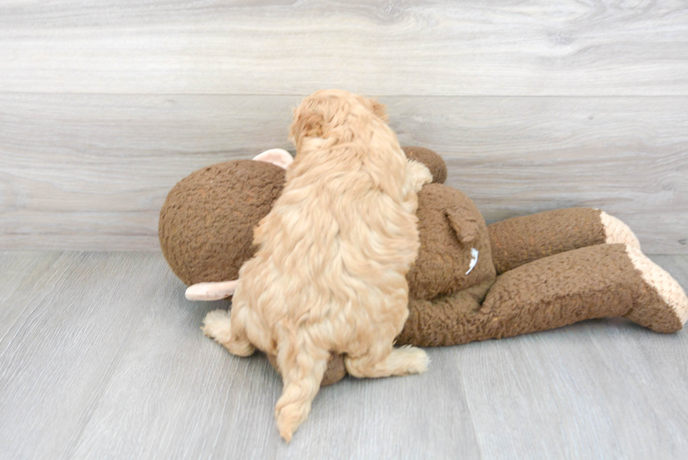 Mini Goldendoodle Puppy for Adoption