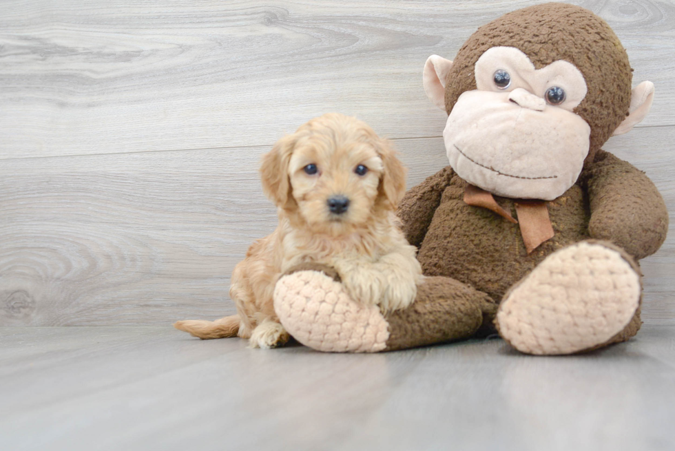 Funny Mini Goldendoodle Poodle Mix Pup