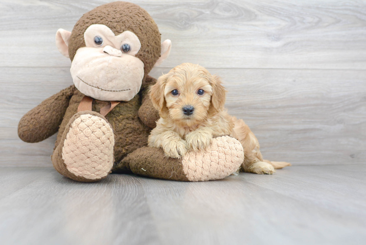 Mini Goldendoodle Pup Being Cute