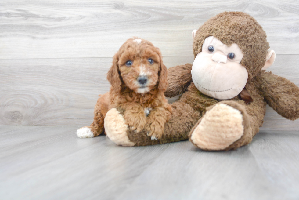 Mini Goldendoodle Pup Being Cute