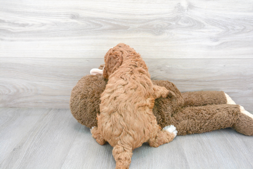 Mini Goldendoodle Pup Being Cute
