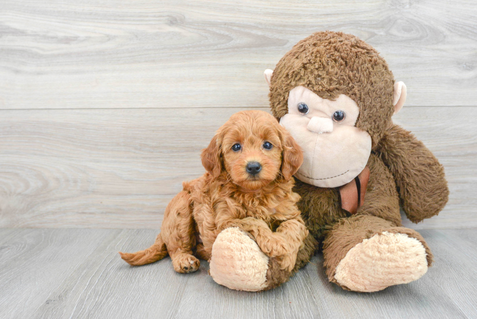 Smart Mini Goldendoodle Poodle Mix Pup