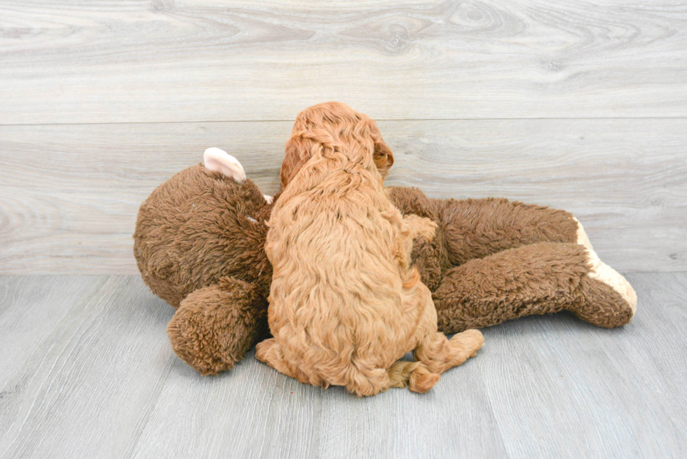 Friendly Mini Goldendoodle Baby