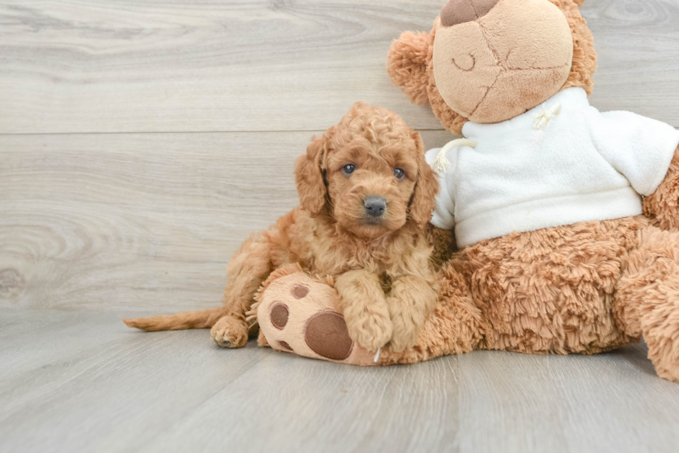 Best Mini Goldendoodle Baby