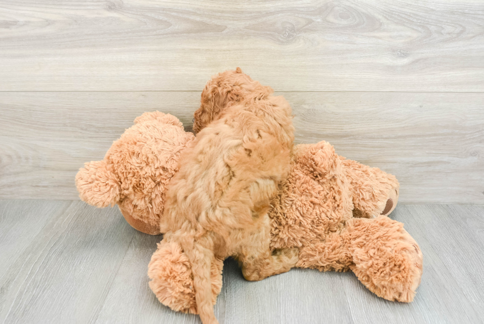 Best Mini Goldendoodle Baby