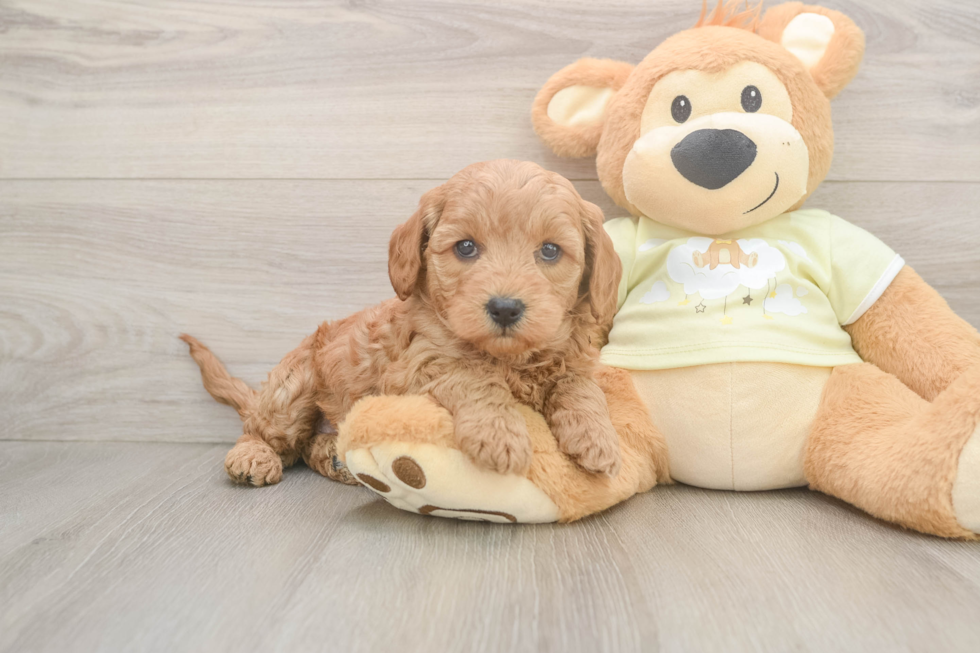 Mini Goldendoodle Pup Being Cute