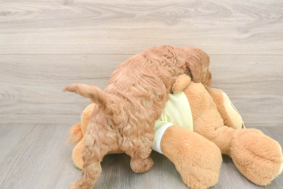 Best Mini Goldendoodle Baby