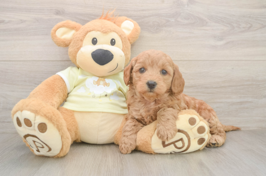 Mini Goldendoodle Pup Being Cute
