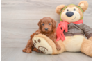 Cute Mini Goldendoodle Baby