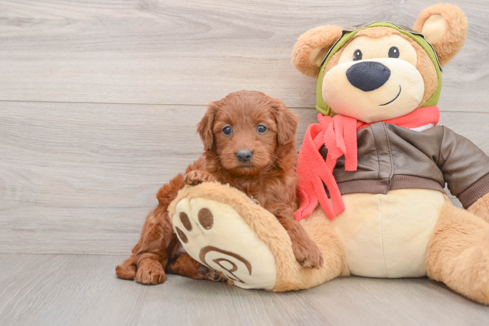 Cute Mini Goldendoodle Baby