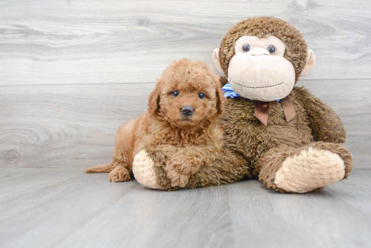 Small Mini Goldendoodle Baby
