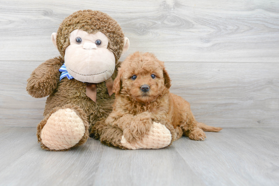 Mini Goldendoodle Pup Being Cute