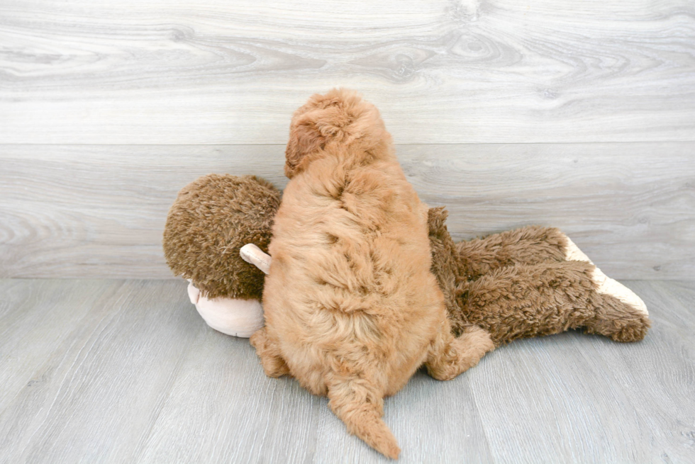 Adorable Golden Retriever Poodle Mix Puppy