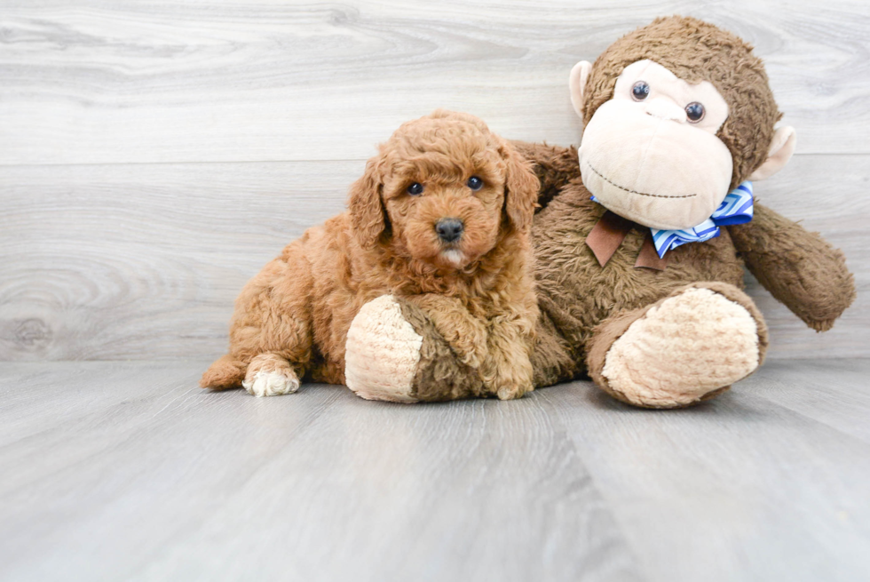 Friendly Mini Goldendoodle Baby