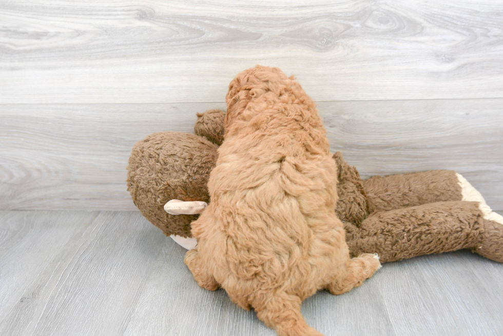 Best Mini Goldendoodle Baby
