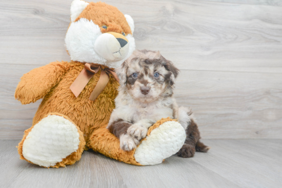 Fluffy Mini Goldendoodle Poodle Mix Pup