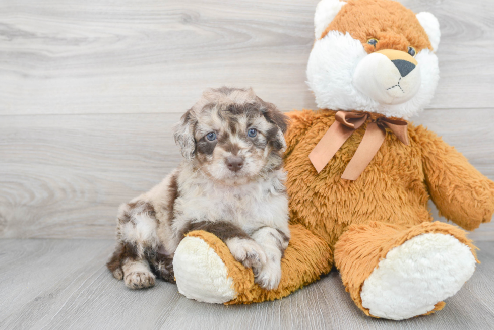 Mini Goldendoodle Puppy for Adoption