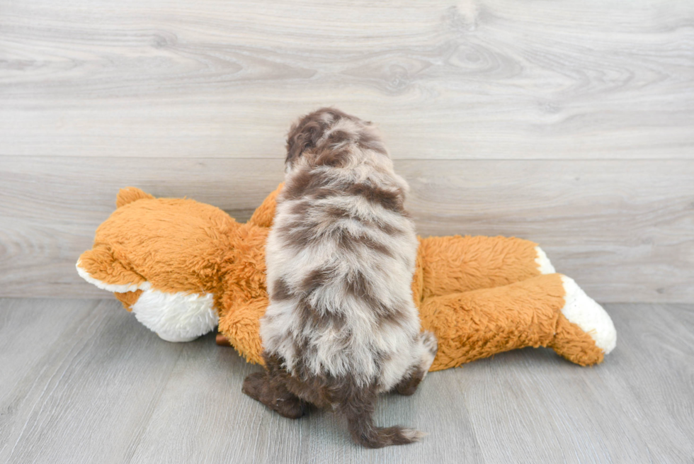 Energetic Golden Retriever Poodle Mix Puppy